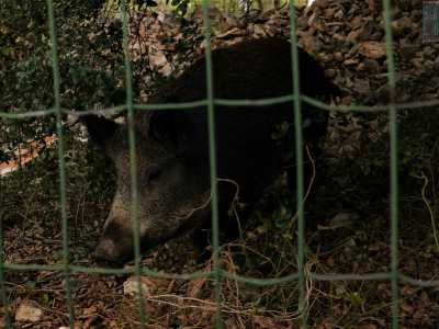 In un recinto ci sono due cinghiali: il pi� piccolo si avvicina festoso e accetta dalle nostre mani delle ghiande